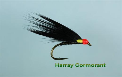 Harray Cormorant