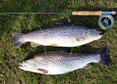 2 Brown Trout, 5lb 6oz