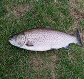 9 pound seatrout