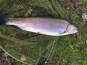A Beauty 4lb 2oz Rainbow
