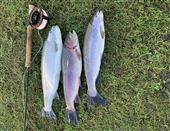 3 casts, 3 fish. Absolute deadly fly