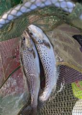 Double hook up..????