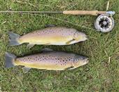 Nice brace of brownies