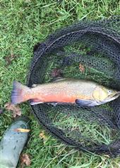 Beautiful Tiger Trout
