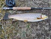 Brown Trout 