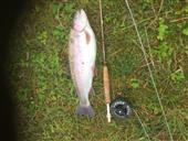 4lb 2oz rainbow - first fish caught at fishery after summer recess