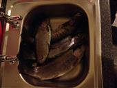 Fish4flies killer flies 