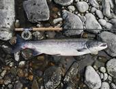 Salmon (Atlantic) 19lb