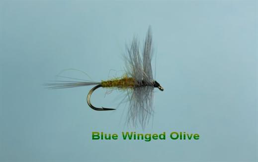 Blue Wing Olive