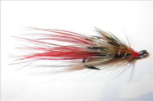 Irish Foxford Shrimp JC