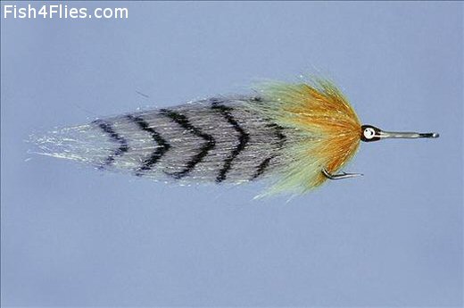 Pinocchio Tarpon Cockroach