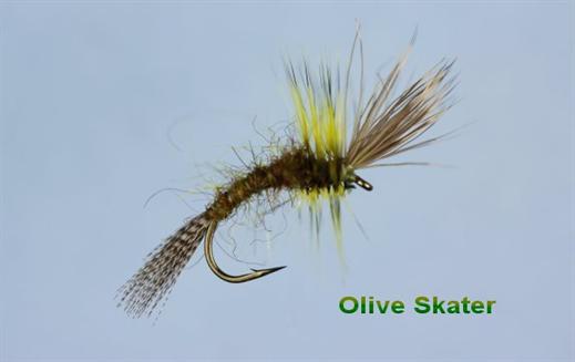 Olive Skater