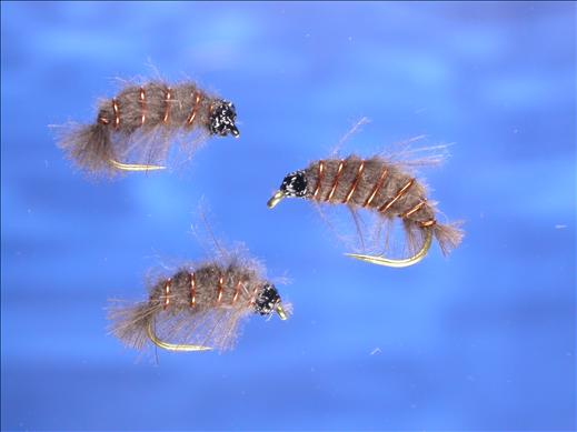 Freshwater Shrimp