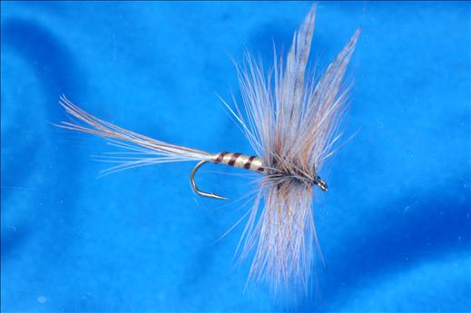 Blue Dun Mayfly