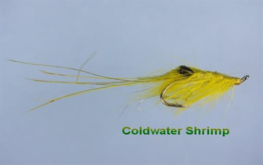 Coldwater Shrimp