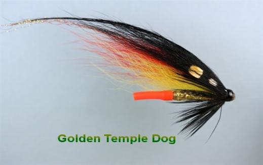 Golden Temple Dog