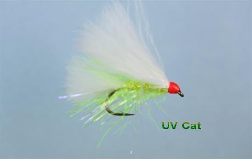 UV Cat
