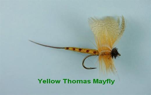 Yellow Thomas Mayfly