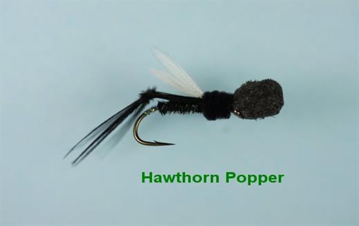 Hawthorn Popper