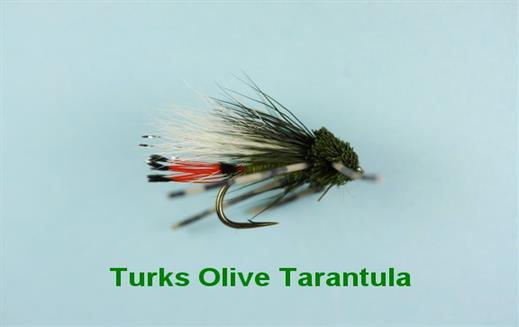 Turks Olive Tarantula