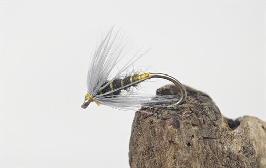 Waterhen Bloa