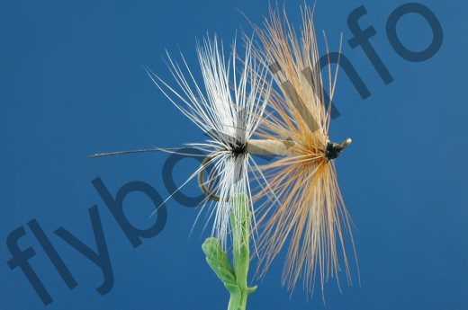 Fore And Aft Mayfly