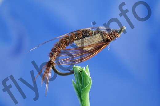 Emerging Brown Sedge Pupa