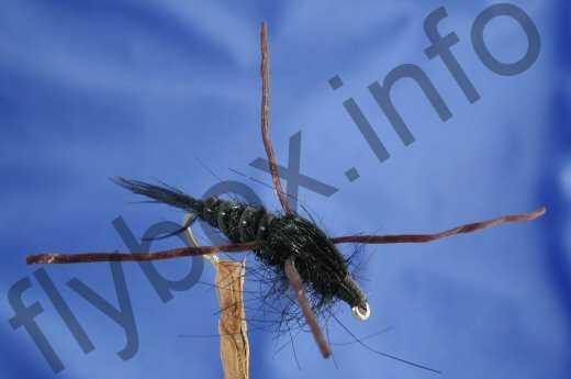 Black Stone Fly