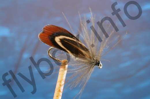 Pheasant Sedge