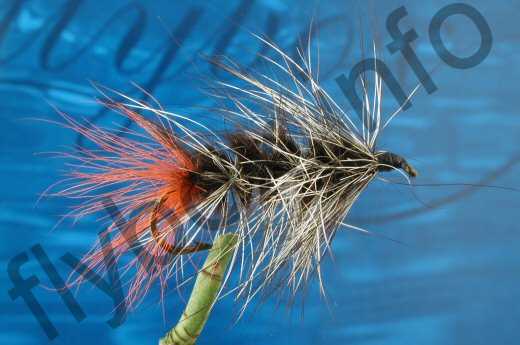 Hairy Black Woolly Worm
