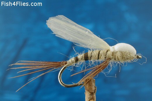 Crippled Mayfly