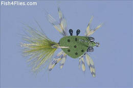 Feather Leg Crab Olive