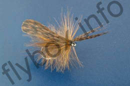 Palu's Mottled Sedge