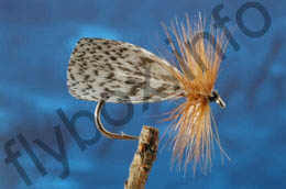 Partridge Winged Sedge