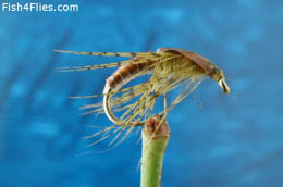 Allan's Ammonite Nymph