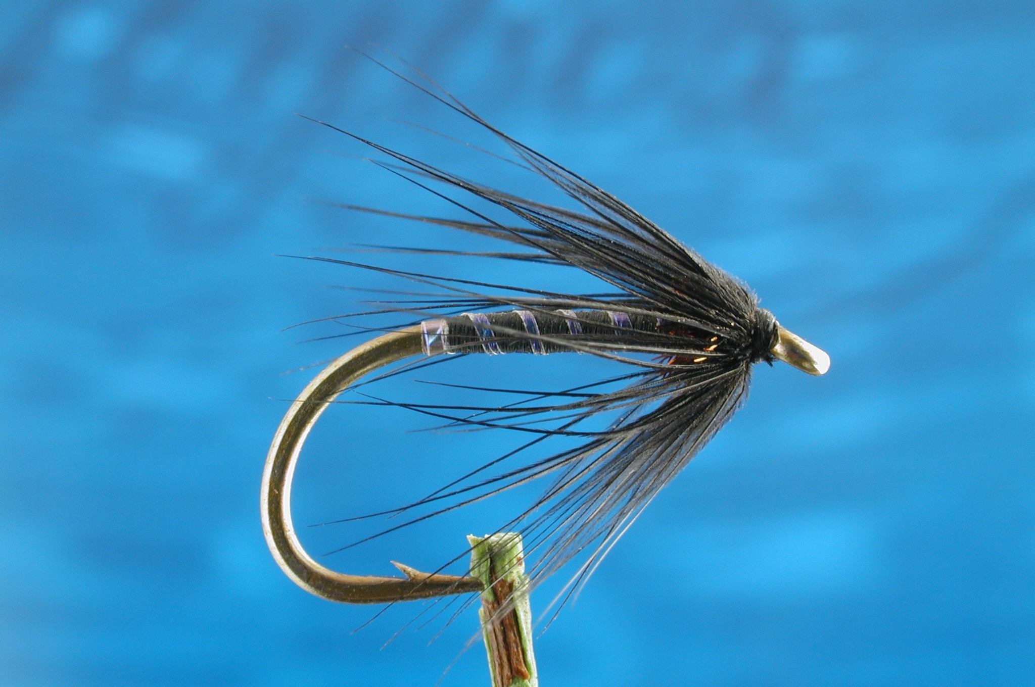 Black & Claret Spider