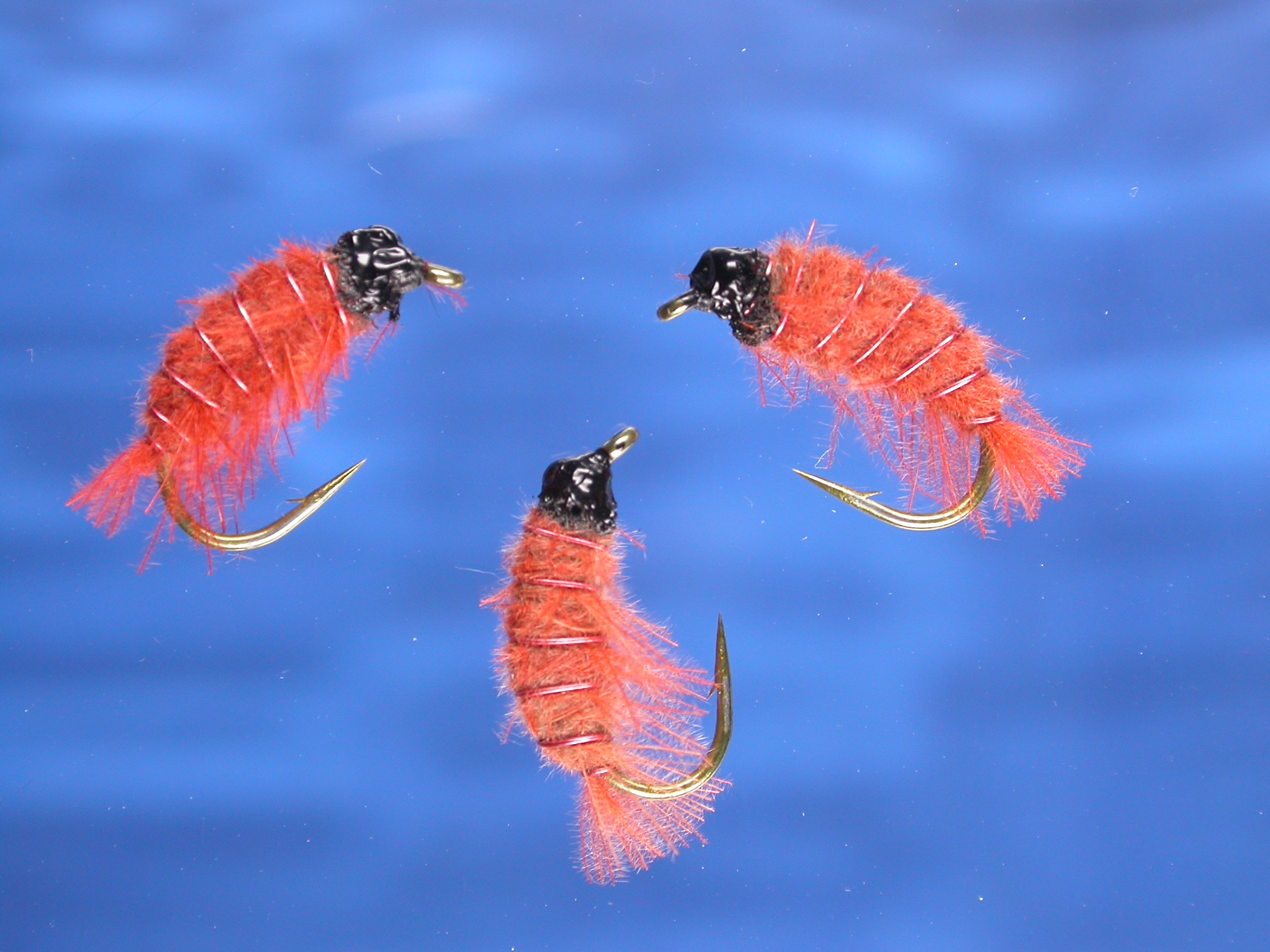 Freshwater Shrimp Breeding