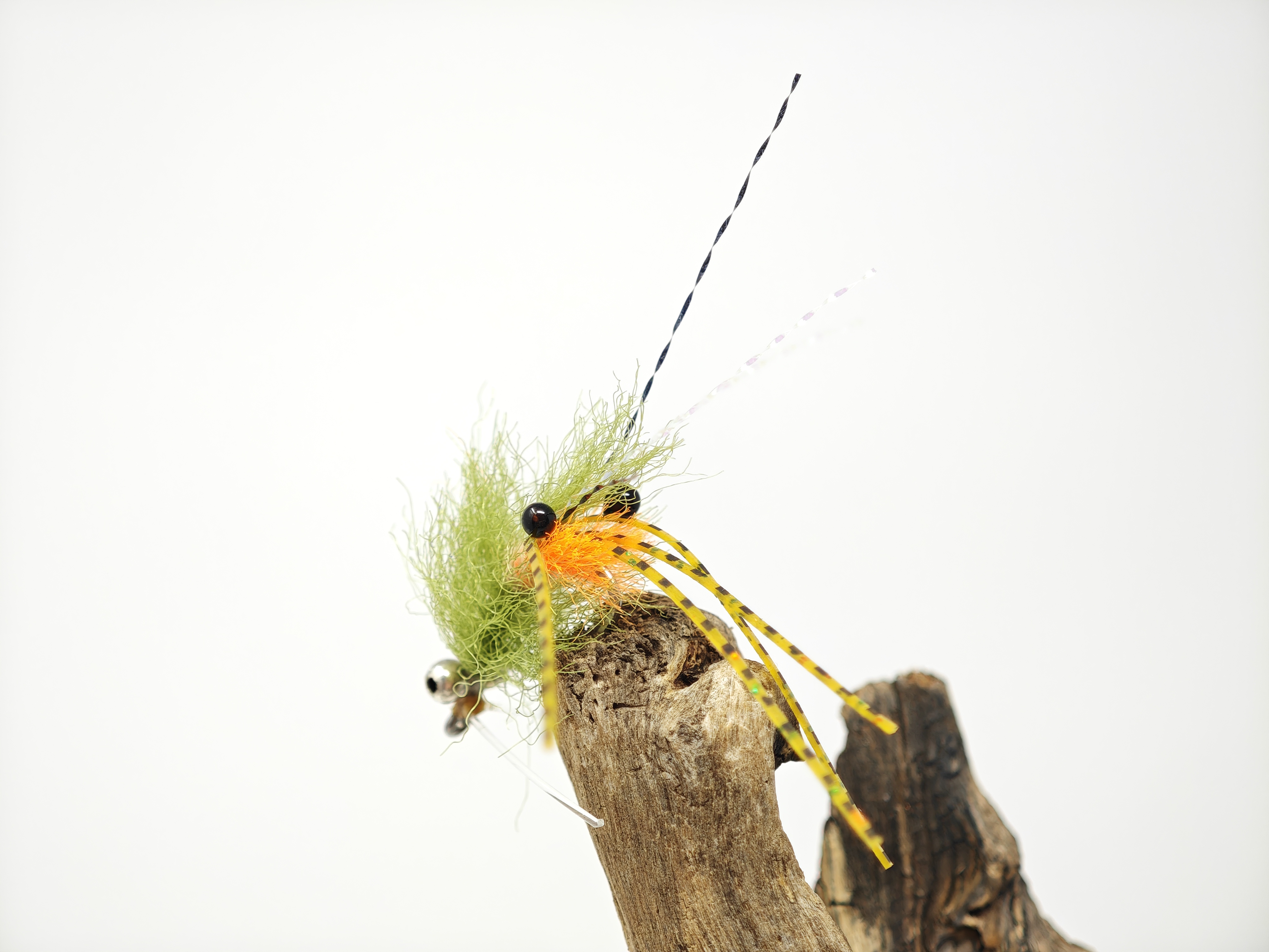 Spawning Shrimp Olive