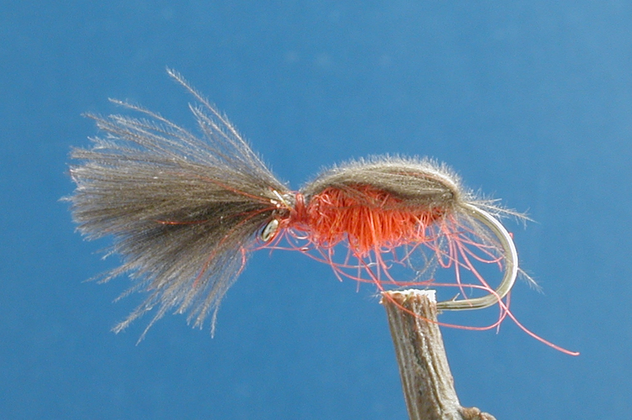 Red Huttlecock Snail