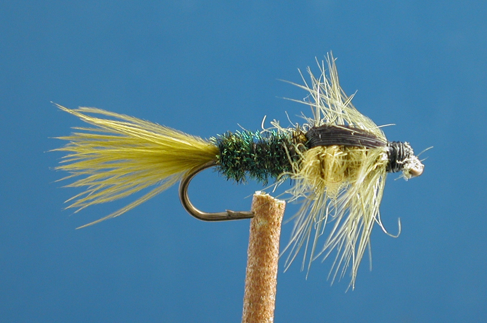 Olive Peacock Montana