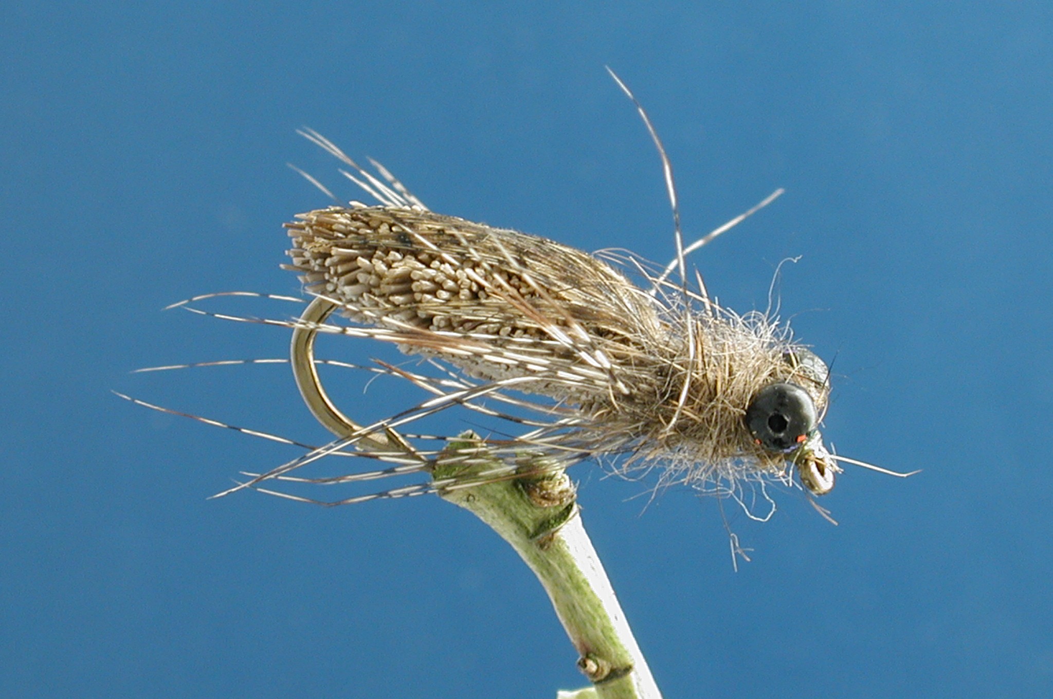 Small Deer Dragon Fly Nymph