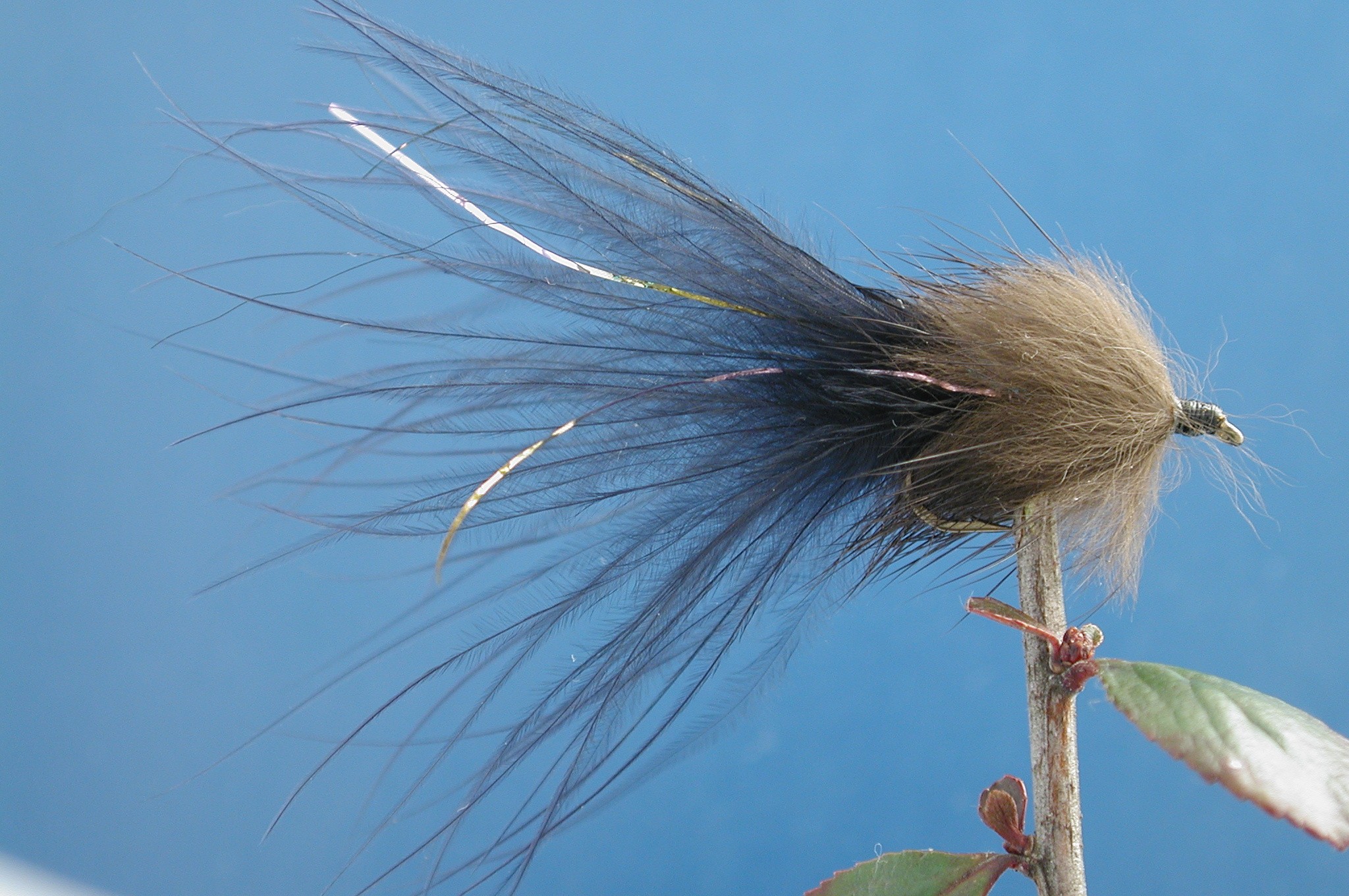 Stewarts Millionaire Taddy Dark