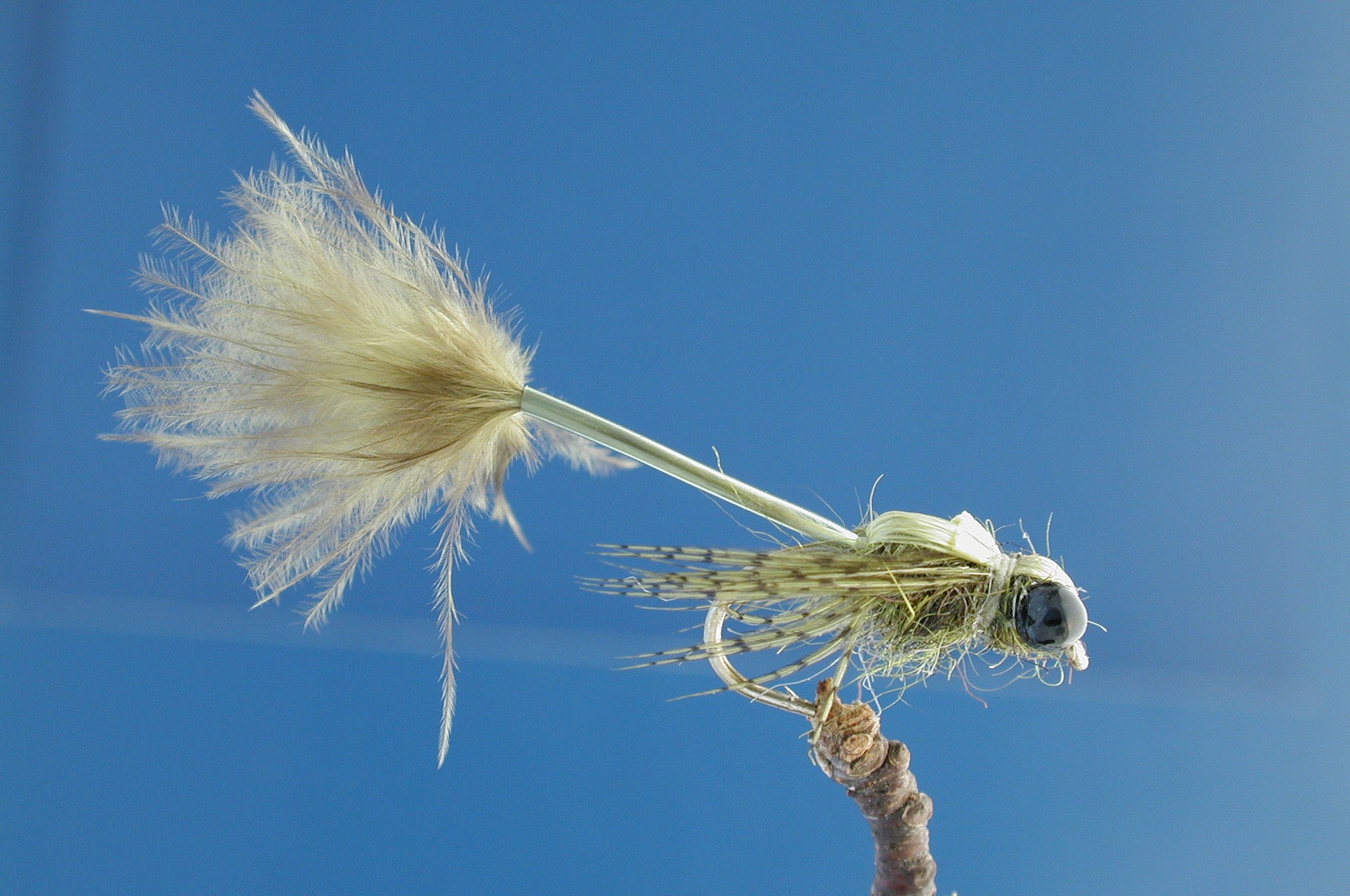 Olive Larva Lace Damsel