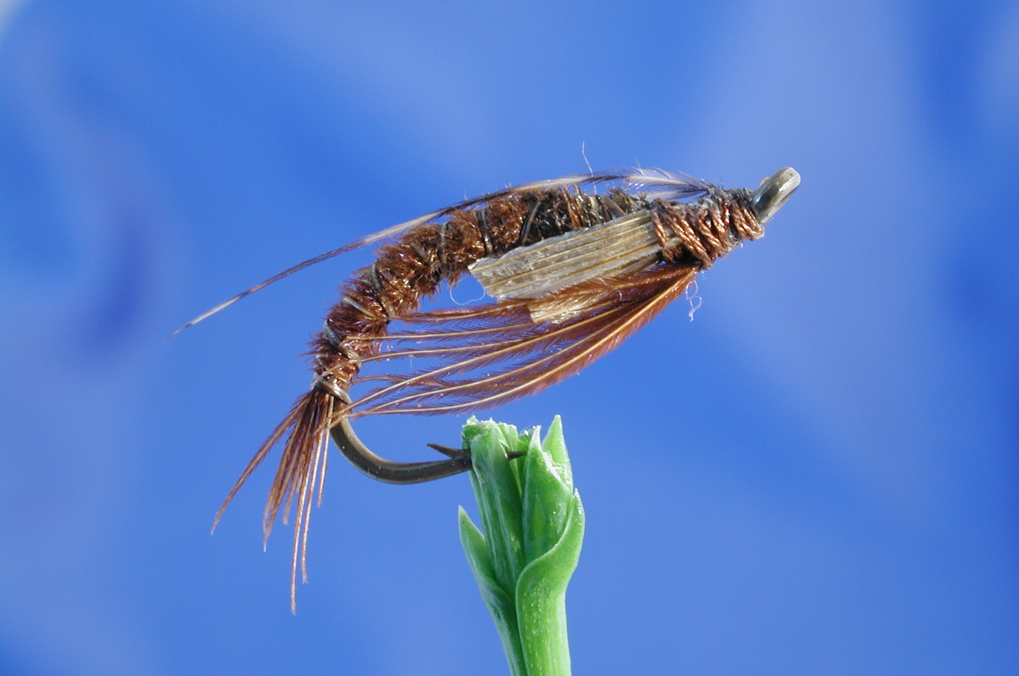 Emerging Brown Sedge Pupa