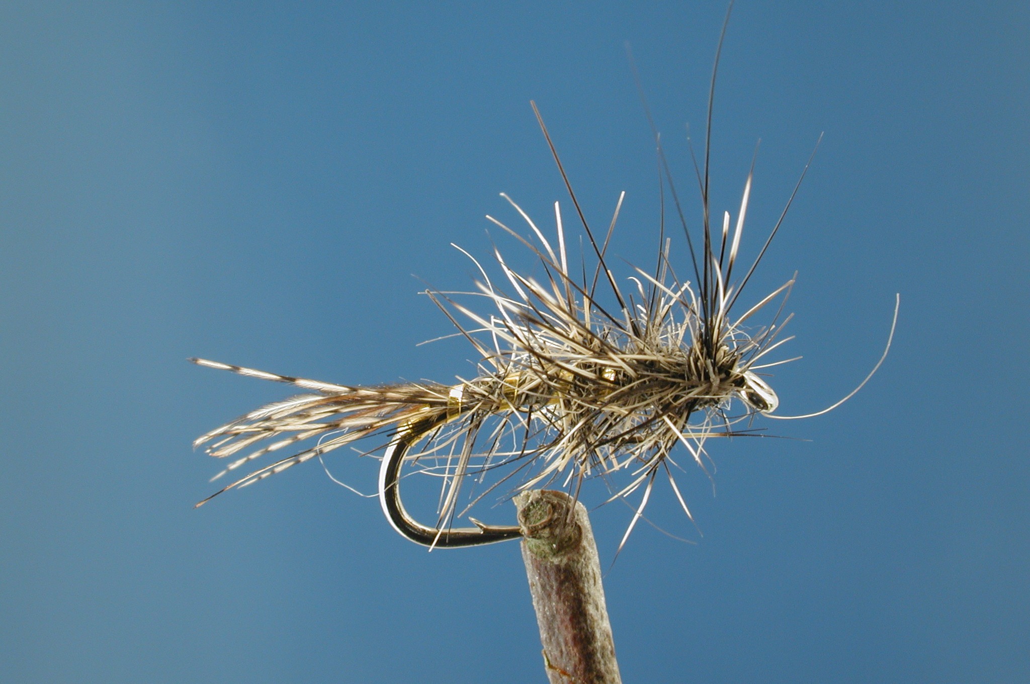 Morgans Grey Hares Ear