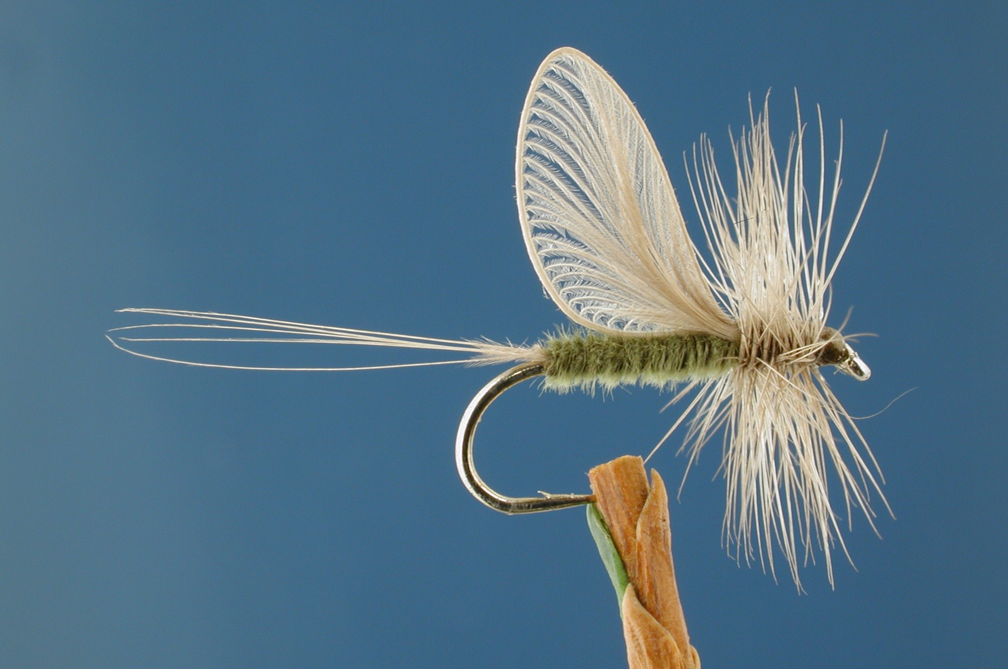 Origami Winged Olive