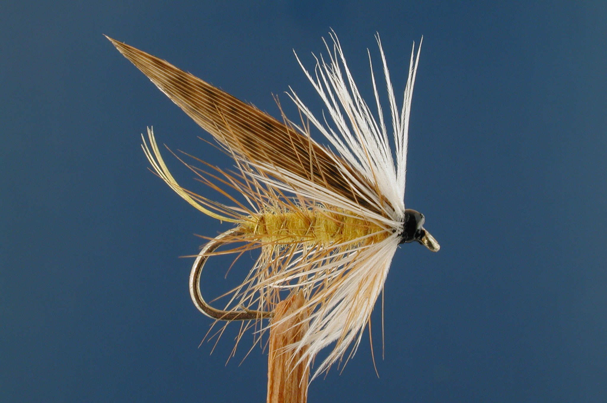 Invicta, White Hackled