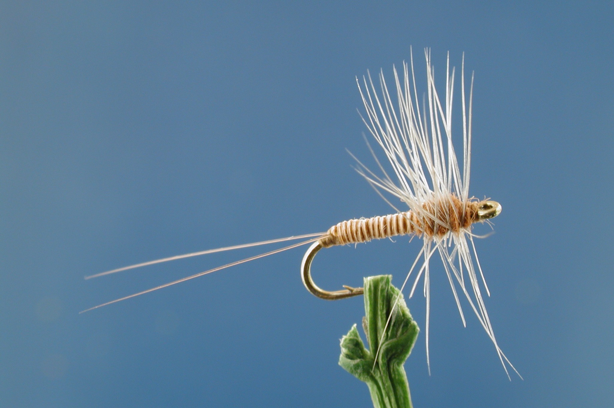 Pale Morning Dun Spinner