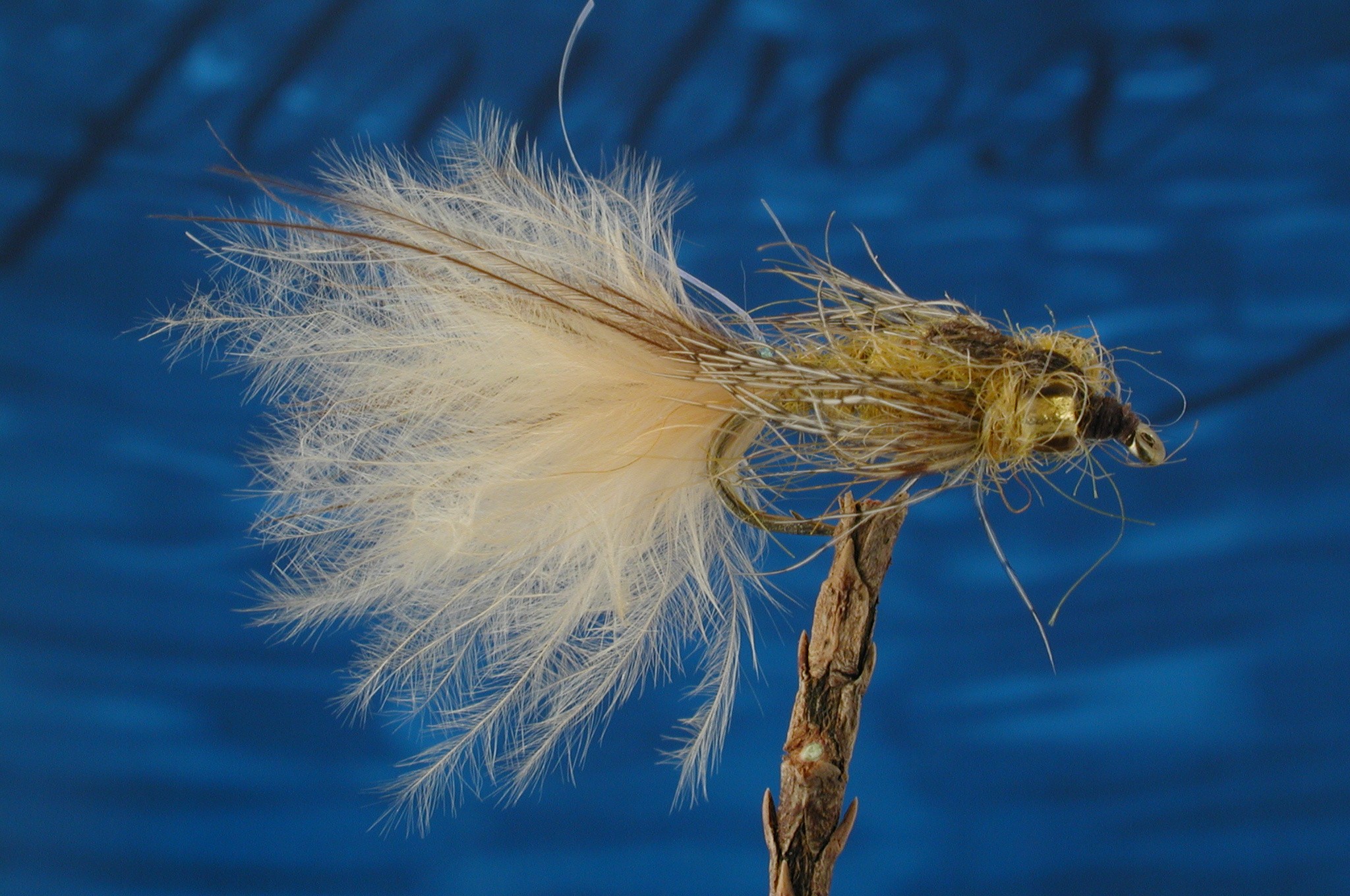 Leaded Eyed Marabuo Damsel Beige Nymph