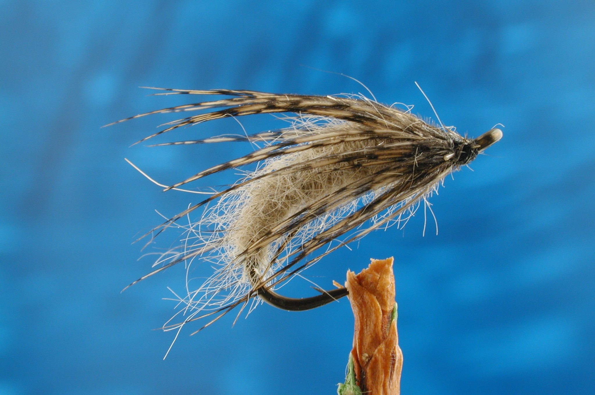 Sedge Pupa